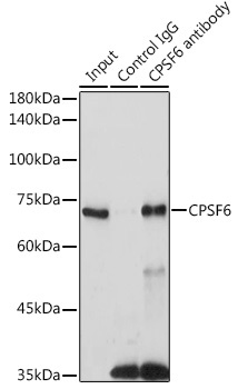 CPSF6 Rabbit Polyclonal Antibody - Image 7