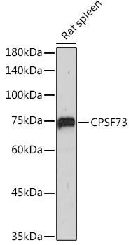 CPSF73 Rabbit Monoclonal Antibody - Image 2
