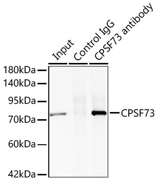 CPSF73 Rabbit Monoclonal Antibody - Image 3