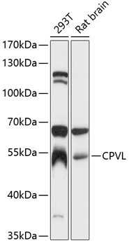 CPVL Rabbit Polyclonal Antibody - Image 2