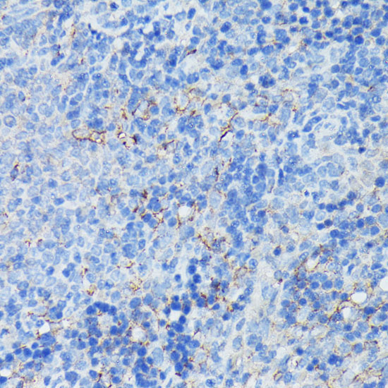 CR2/CD21 Rabbit Polyclonal Antibody - Image 2