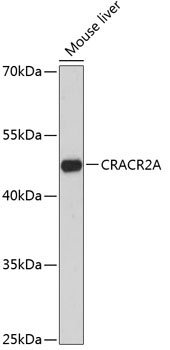 CRACR2A Rabbit Polyclonal Antibody