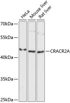 CRACR2A Rabbit Polyclonal Antibody