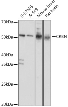 CRBN Rabbit Polyclonal Antibody