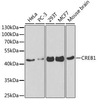 CREB1 Rabbit Polyclonal Antibody