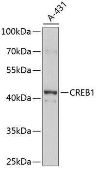 CREB1 Rabbit Polyclonal Antibody