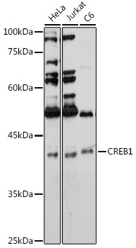 CREB1 Rabbit Polyclonal Antibody