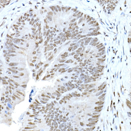 CREB1 Rabbit Polyclonal Antibody