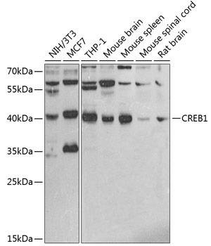 CREB1 Rabbit Polyclonal Antibody