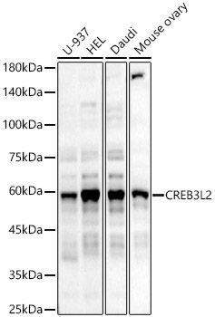CREB3L2 Rabbit Polyclonal Antibody