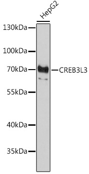 CREB3L3 Rabbit Polyclonal Antibody