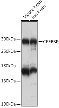 CREBBP Rabbit Polyclonal Antibody