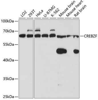 CREBZF Rabbit Polyclonal Antibody