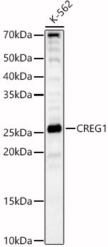 CREG1 Rabbit Polyclonal Antibody