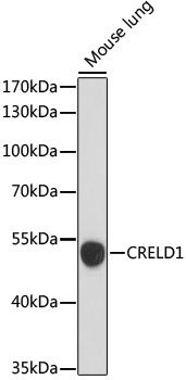 CRELD1 Rabbit Polyclonal Antibody