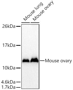 CRIP1 Rabbit Polyclonal Antibody - Image 2
