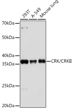 CRK/CRKII Rabbit Monoclonal Antibody