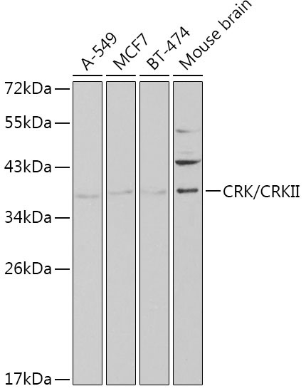 CRK/CRKII Rabbit Polyclonal Antibody