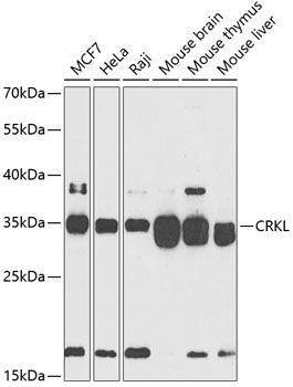 CRKL Rabbit Polyclonal Antibody