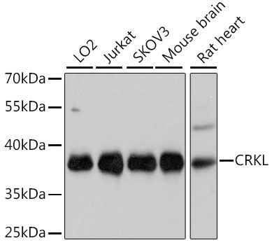 CRKL Rabbit Polyclonal Antibody