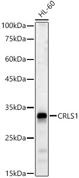 CRLS1 Rabbit Polyclonal Antibody