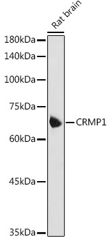 CRMP1 Rabbit Polyclonal Antibody