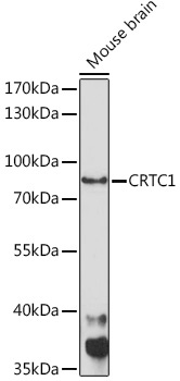 CRTC1 Rabbit Polyclonal Antibody