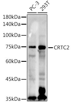 CRTC2 Rabbit Polyclonal Antibody