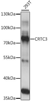 CRTC3 Rabbit Polyclonal Antibody