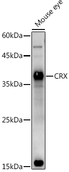 CRX Rabbit Polyclonal Antibody