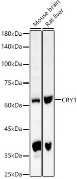 CRY1 Rabbit Polyclonal Antibody