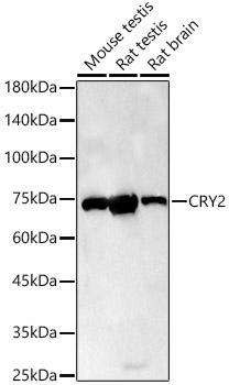 CRY2 Rabbit Polyclonal Antibody