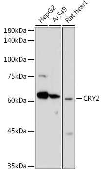 CRY2 Rabbit Polyclonal Antibody