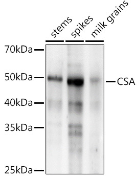 CSA Rabbit Polyclonal Antibody