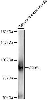 CSDE1 Rabbit Monoclonal Antibody - Image 2