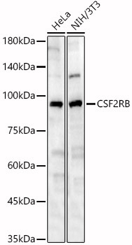 CSF2RB Rabbit Polyclonal Antibody