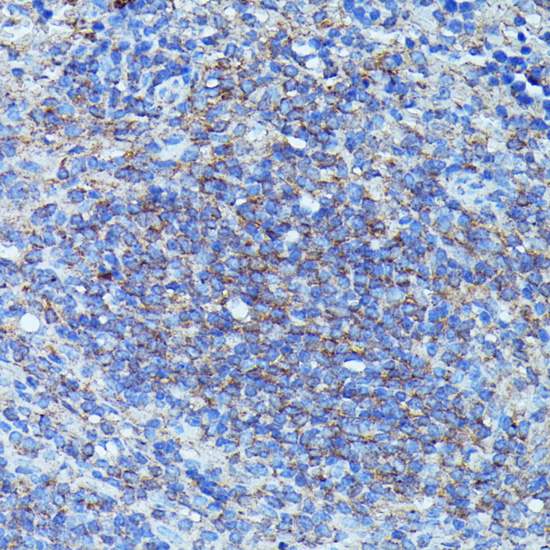 CSF3 Rabbit Polyclonal Antibody - Image 4