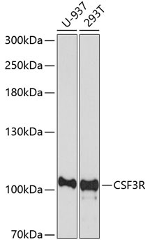 CSF3R Rabbit Polyclonal Antibody