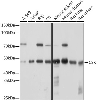 CSK Rabbit Monoclonal Antibody
