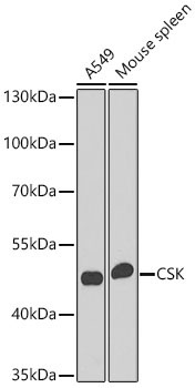 CSK Rabbit Polyclonal Antibody
