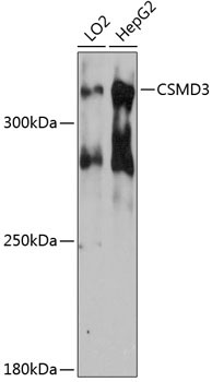 CSMD3 Rabbit Polyclonal Antibody