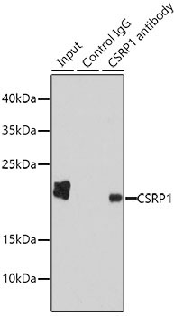 CSRP1 Rabbit Polyclonal Antibody - Image 2