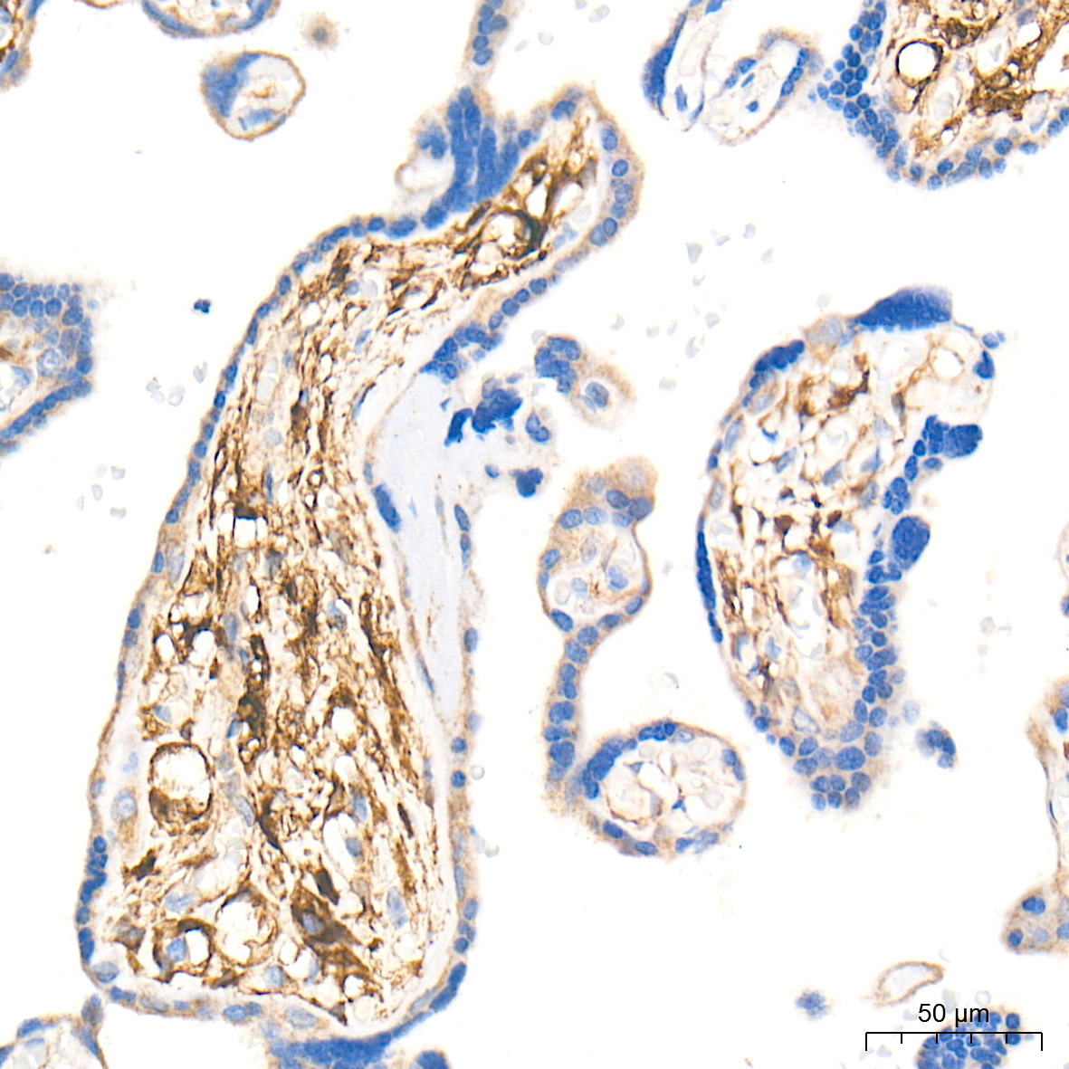 CSRP2 Rabbit Polyclonal Antibody - Image 5