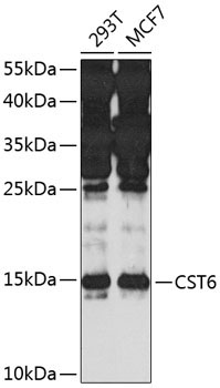 CST6 Rabbit Polyclonal Antibody