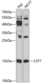 CST7 Rabbit Polyclonal Antibody