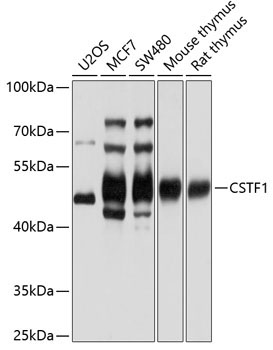 CSTF1 Rabbit Polyclonal Antibody