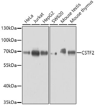 CSTF2 Rabbit Polyclonal Antibody