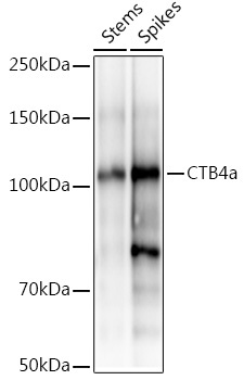 CTB4a Rabbit Polyclonal Antibody