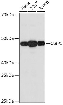 CtBP1 Rabbit Monoclonal Antibody