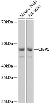 CtBP1 Rabbit Monoclonal Antibody - Image 2